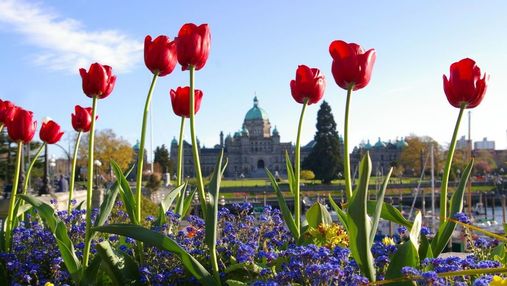 Tulips in front of the BC Legislature