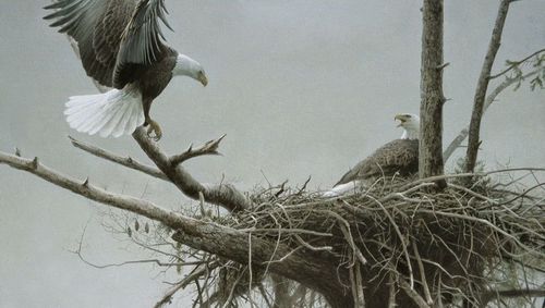 Painting of eagles by Robert Bateman